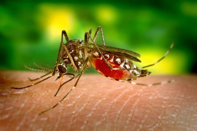 Home Natural Remedies To Treat From Dengue